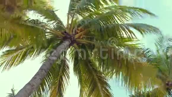 椰棕树底景热带景象视频的预览图