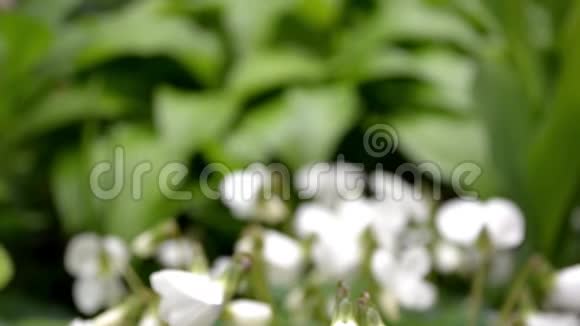 叶子背景上的小花园白色紫罗兰从不聚焦到锐利视频的预览图
