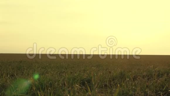 早春在夕阳下的冬麦田种植庄稼农业概念绿色小麦种视频的预览图