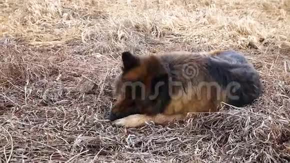 德国牧羊犬在草地上咬一根棍子视频的预览图