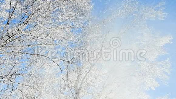 白雪从覆盖着海霜的白桦林中飘落下来视频的预览图