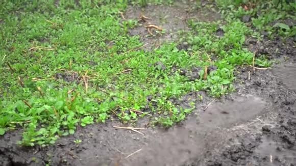 雨滴下湿地的幼芽视频的预览图