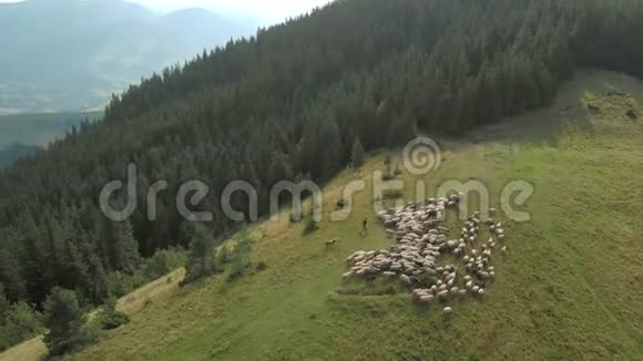 绵羊在一片美丽的山地草地上视频的预览图