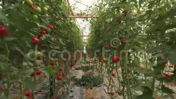一排排生长在温室里的番茄植物视频的预览图