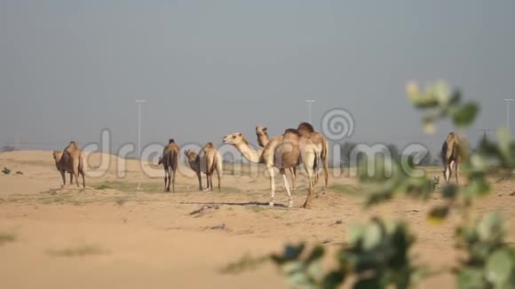 阿联酋阿布扎比沙漠中行走的骆驼群动作缓慢背景为城市景观视频的预览图