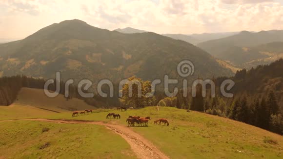 马在山腰上放牧从无人机上看视频的预览图