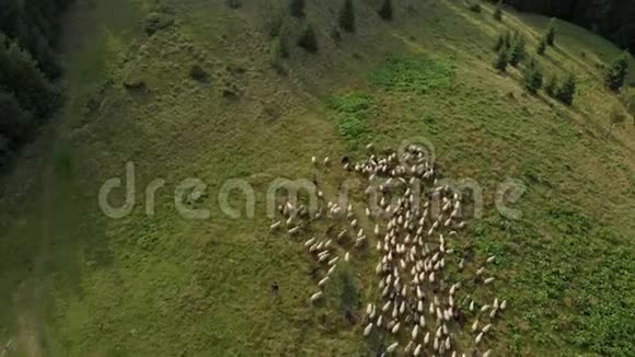 有成群的羊的乡村山景视频的预览图