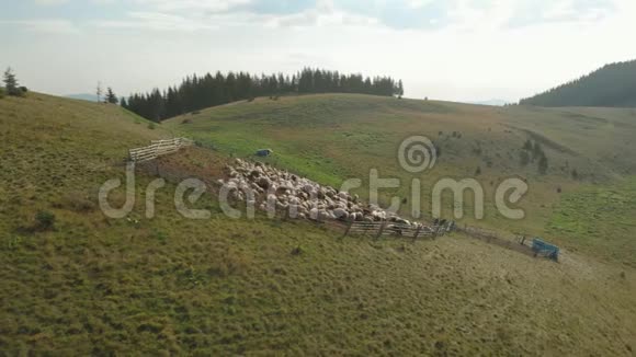 喀尔巴阡山羊圈里的羊视频的预览图