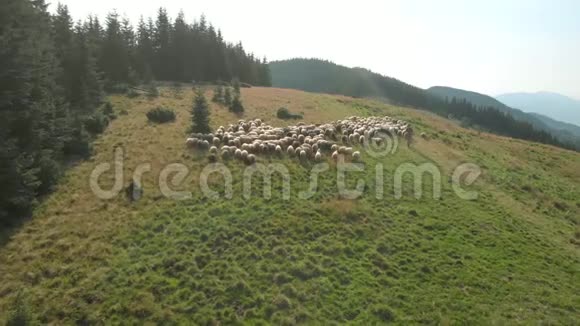 人和羊成群结队地在山地草地上视频的预览图