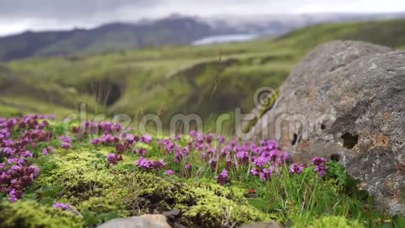 紫罗兰野花带模糊的山与冰川冰岛Fimvorduhals视频的预览图