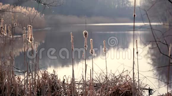 在一个雾蒙蒙的早晨芦苇紧贴着春天的手的背景视频的预览图