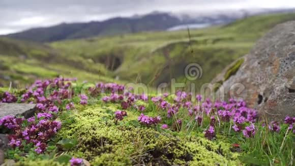 紫罗兰野花带模糊的山与冰川冰岛Fimvorduhals视频的预览图