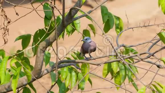 红色的鸽子或红色的乌龟鸽子栖息在树枝上视频的预览图