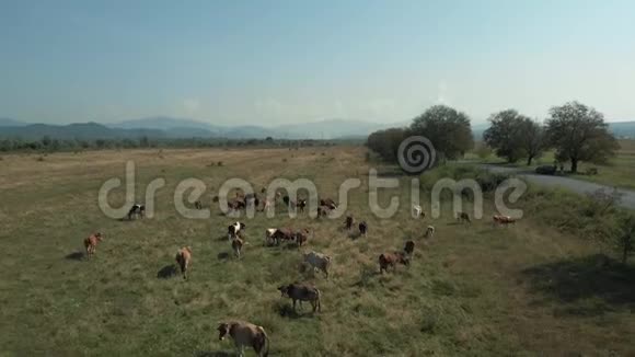 奶牛在晴天在牧场上吃草视频的预览图