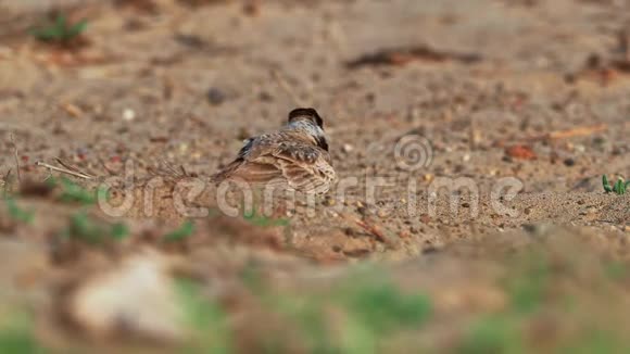 在博阿维斯塔沙漠中寻找食物的黑冠麻雀黑暗黑翅目黑夜蛾佛得角典型的沙漠物种视频的预览图