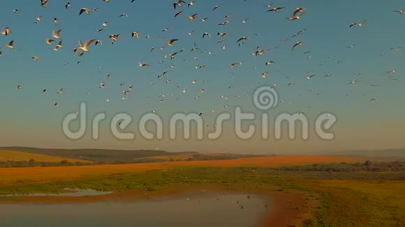 鸟群在蓝天背景上飞翔视频的预览图