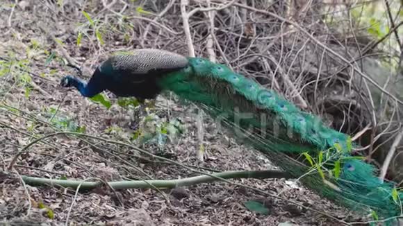 美丽的孔雀在热带森林中漫步视频的预览图