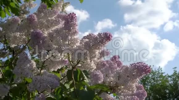 在阳光明媚的一天美丽的粉红色和白色的花在一个紫丁香的灌木丛上迎风飘扬底部视频的预览图