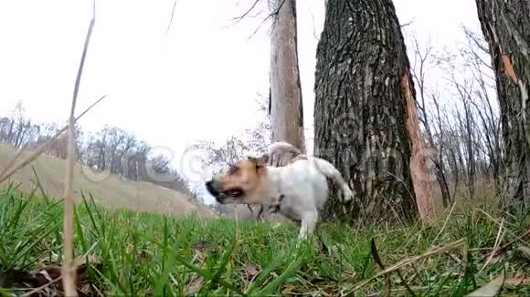 狗杰克罗素梗跳到一棵树上从树上跳到绿色的草坪上视频的预览图