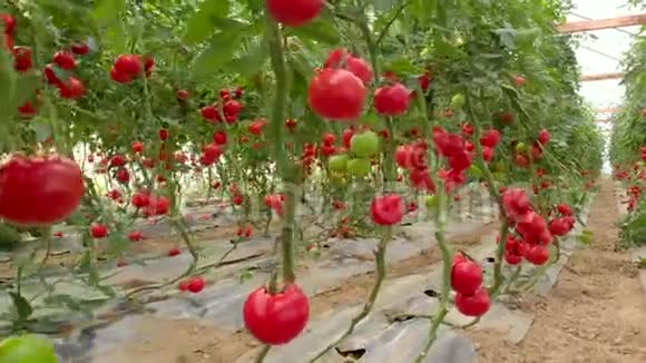 一排生长在大型商业温室中的番茄植物视频的预览图