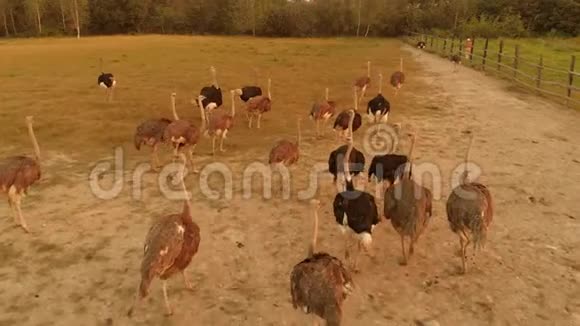 一群大鸵鸟在农场里散步视频的预览图