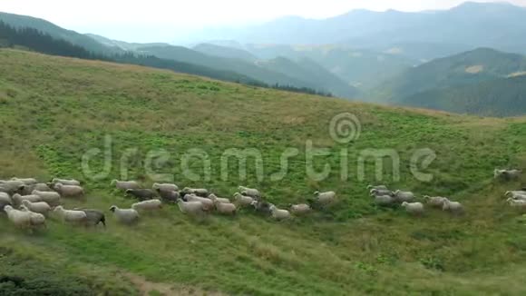 成群的羊在高山牧场上行走视频的预览图