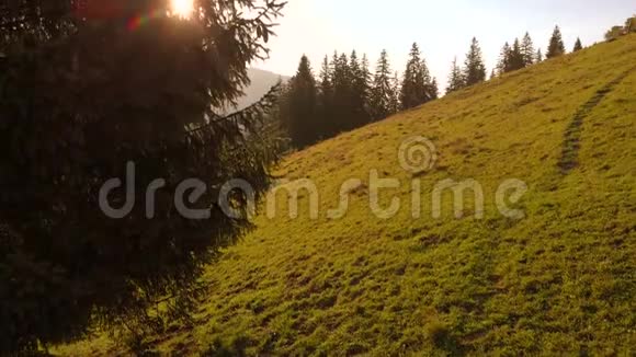 夏日阳光下山坡上美丽的森林视频的预览图