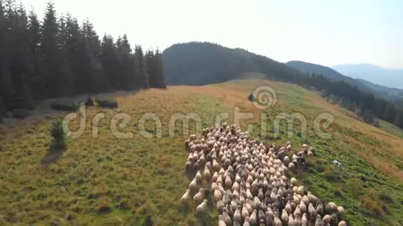 有草地和绵羊的山景视频的预览图