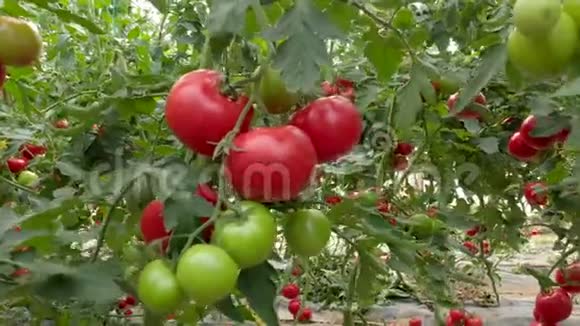 有机番茄植物生长在温室关闭视频的预览图