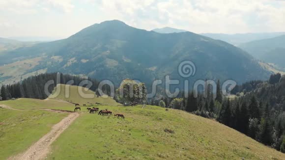 喀尔巴阡山景观与牧马视频的预览图