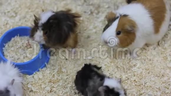 仓鼠几内亚猪动物园里的动物视频的预览图