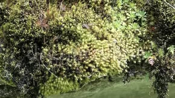 有苔藓和蕨类植物的高山岩石流下来的水滴视频的预览图