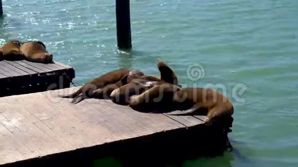 美国加利福尼亚州旧金山渔夫码头39号码头休息的海狮视频的预览图