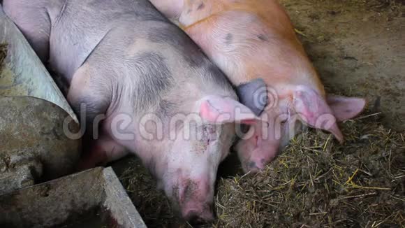 农场上的猪在睡觉时冻得发抖视频的预览图