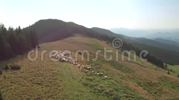 一群羊在乡间的景色优美视频的预览图