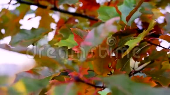 秋天的心情背景来自橡树叶秋天的树叶随风飘动特写选择性聚焦视频的预览图