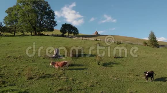 奶牛在阳光明媚的日子里在草地上行走视频的预览图
