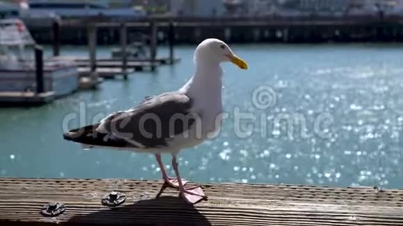 海鸥站在39号码头的长凳上美国加利福尼亚州旧金山的渔夫码头视频的预览图