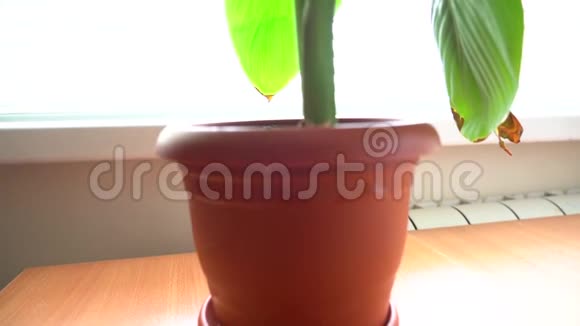 在办公室窗户附近的一个罐子里种植美人蕉室内植物视频的预览图