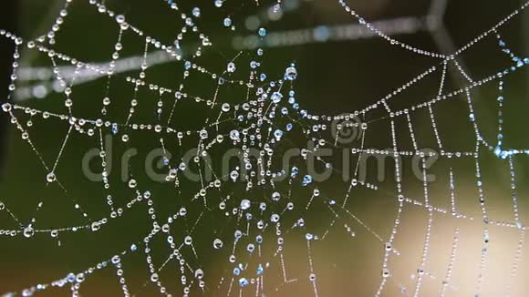 蜘蛛网上覆盖着透明的水滴视频的预览图
