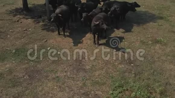 牧场上的大黑公牛鸟瞰图视频的预览图
