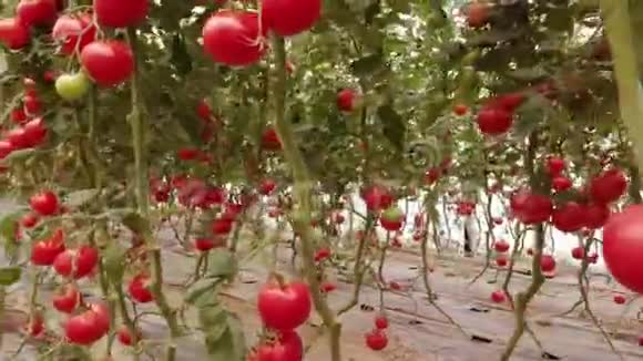 种植在大型工业温室内的番茄植物视频的预览图