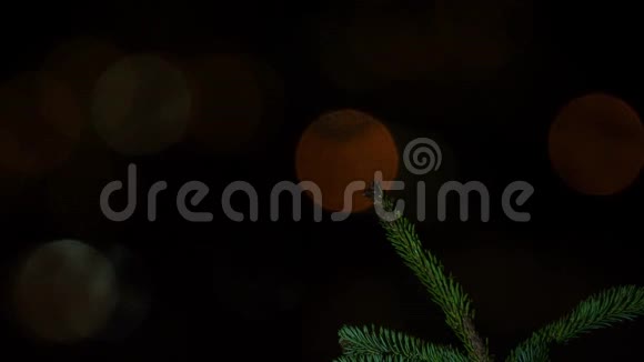 夜间活动的鸟和艺术的夜间剪辑的欧洲鳞鳞栖息在一个云杉枝与捕捉蚱蜢视频的预览图