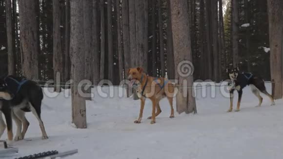 加拿大落基山脉冬季期间狗雪橇旅行的慢镜头阿尔伯塔省的落基山脉视频的预览图