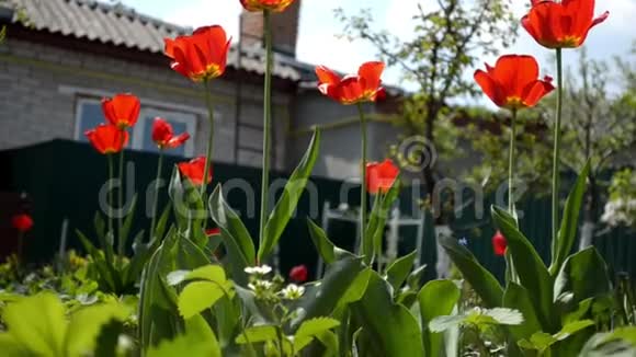 在砖房背景下花园里盛开的红色郁金香视频的预览图