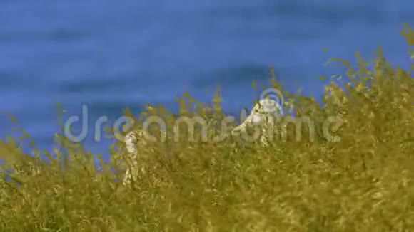 北部皇家信天翁在新西兰奥塔戈半岛南岛附近的鸟巢上哭泣视频的预览图