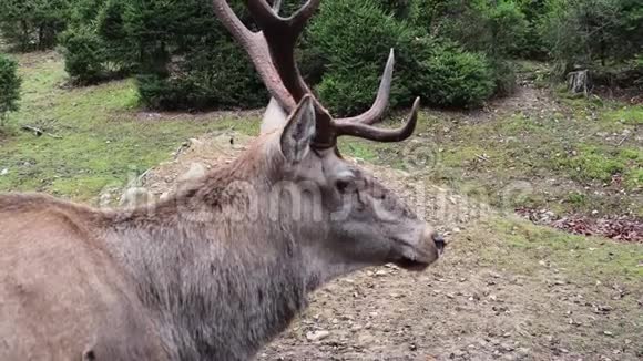 野生动物秋季森林中有大角的鹿牛的自然栖息地一只巨大的动物的头像视频的预览图