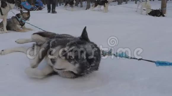 加拿大落基山脉冬季期间狗雪橇旅行的慢镜头阿尔伯塔省的落基山脉视频的预览图