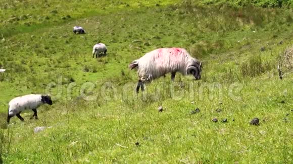 绵羊在田野里放牧视频的预览图