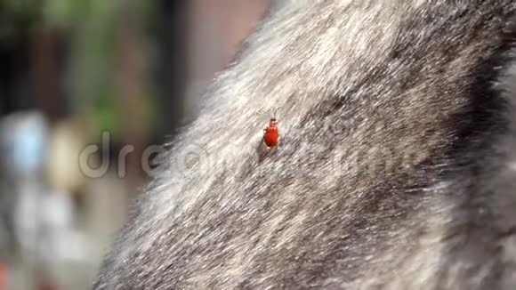 在阳光下红瓢虫在街道上的人造毛皮上爬行视频的预览图